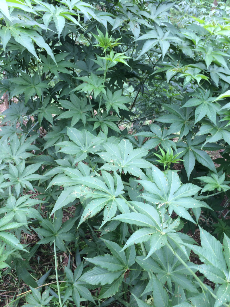 甜茶叶