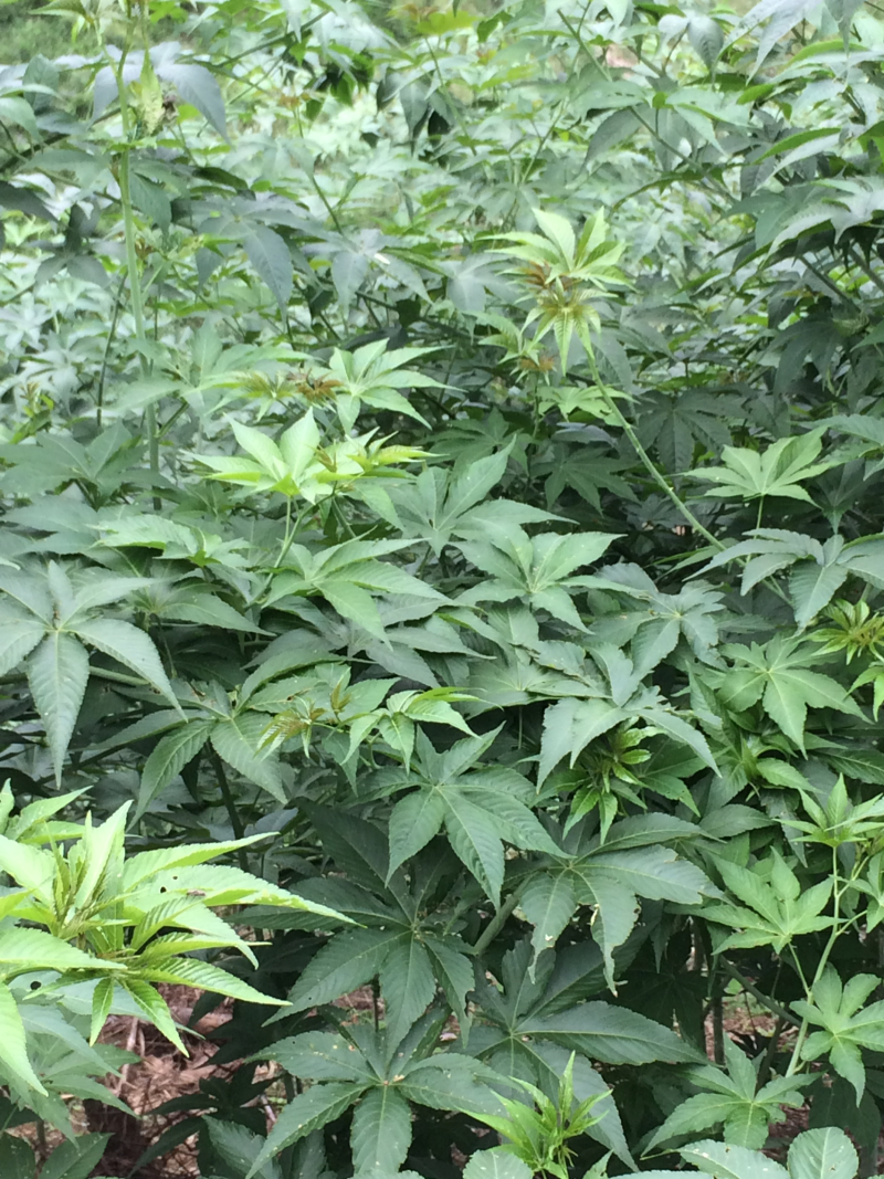 甜茶叶