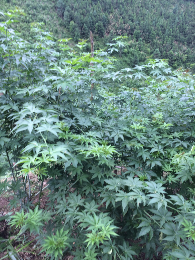 甜茶叶