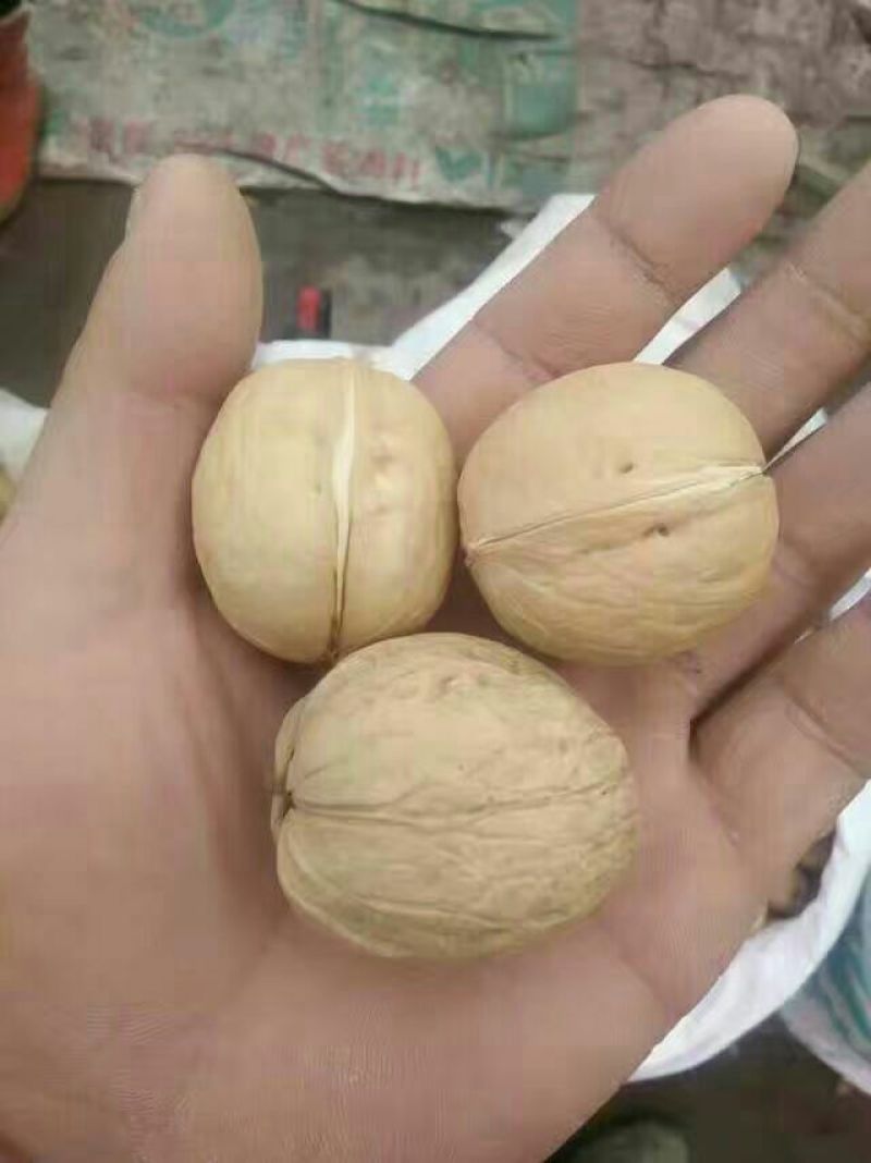 纸皮核桃去皮干