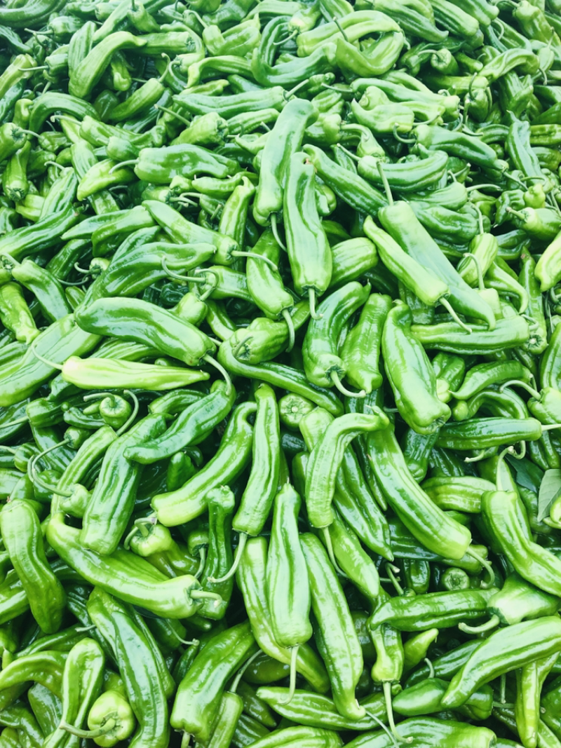 青椒—二荆条