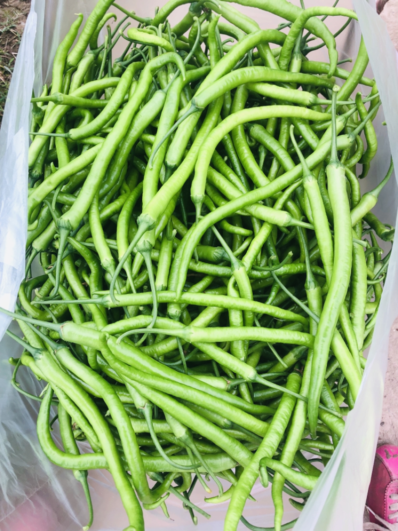 青椒—二荆条