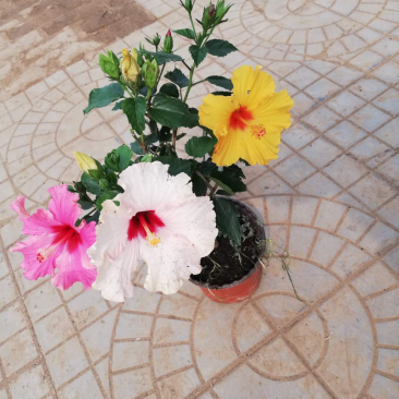 多色木槿