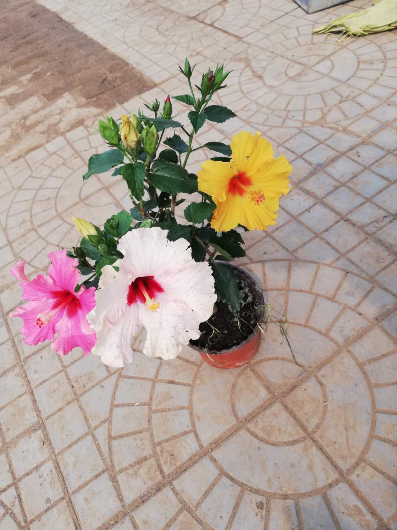 多色木槿