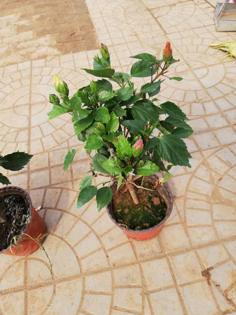 多色木槿