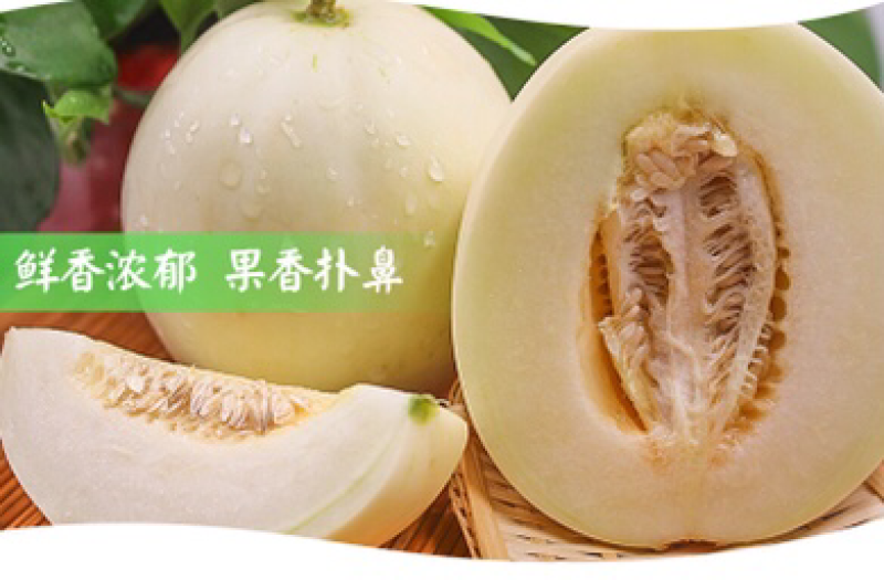 阎良甜瓜五斤包邮蜜瓜香瓜一件代发