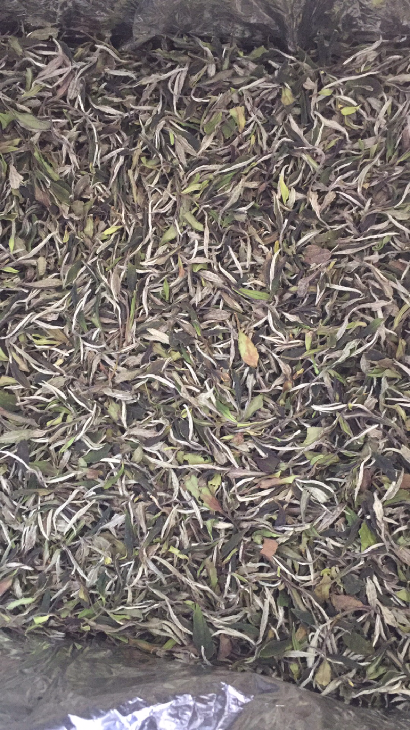 白牡丹