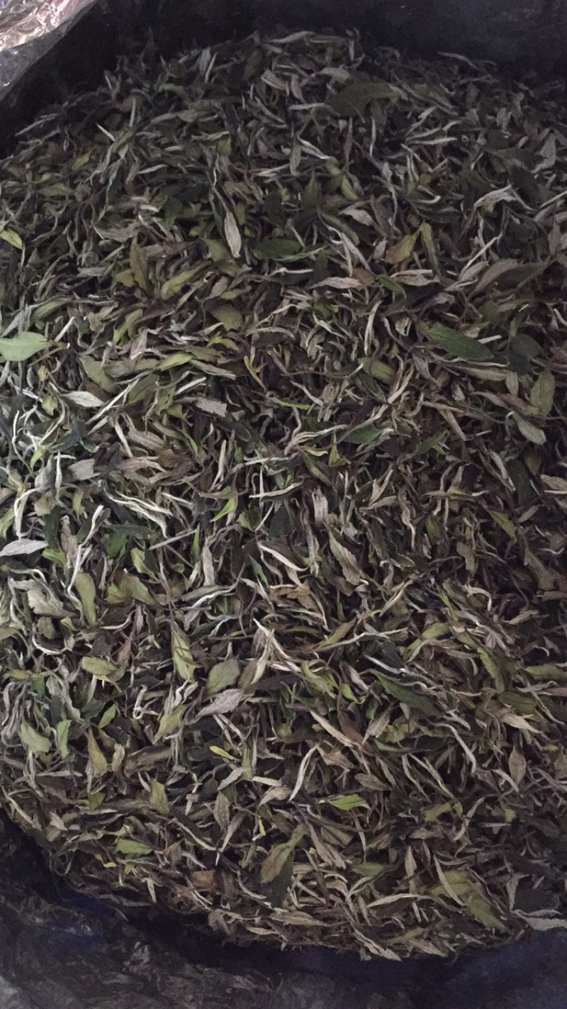 白牡丹
