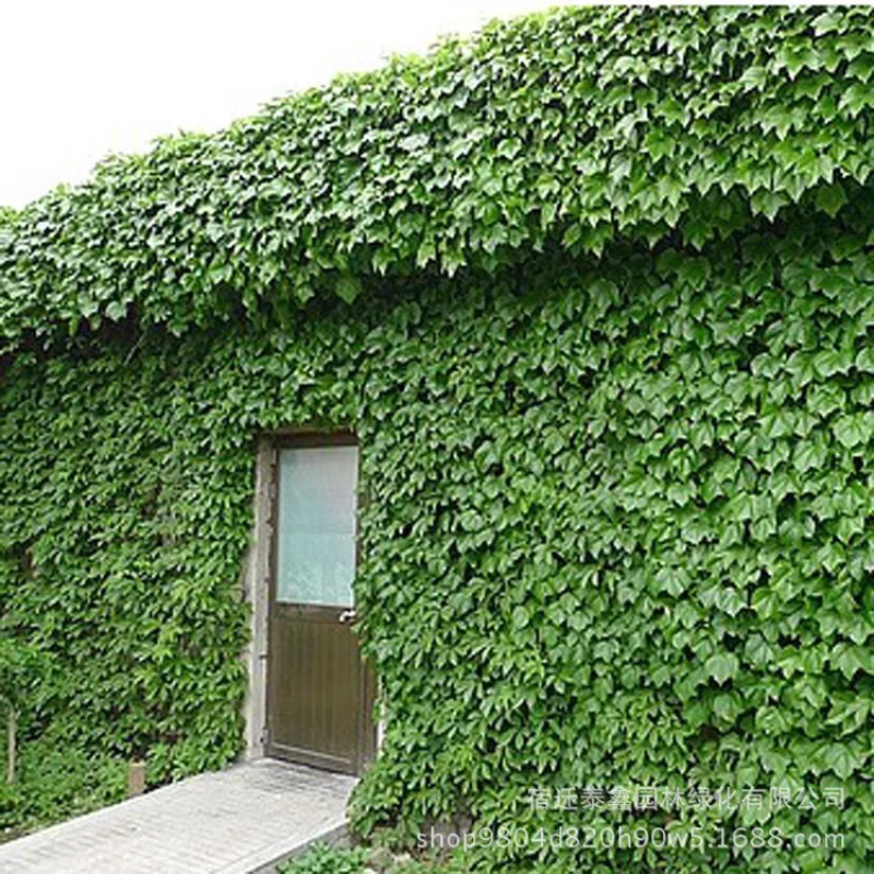 爬山虎，五叶爬山虎，三叶爬山虎