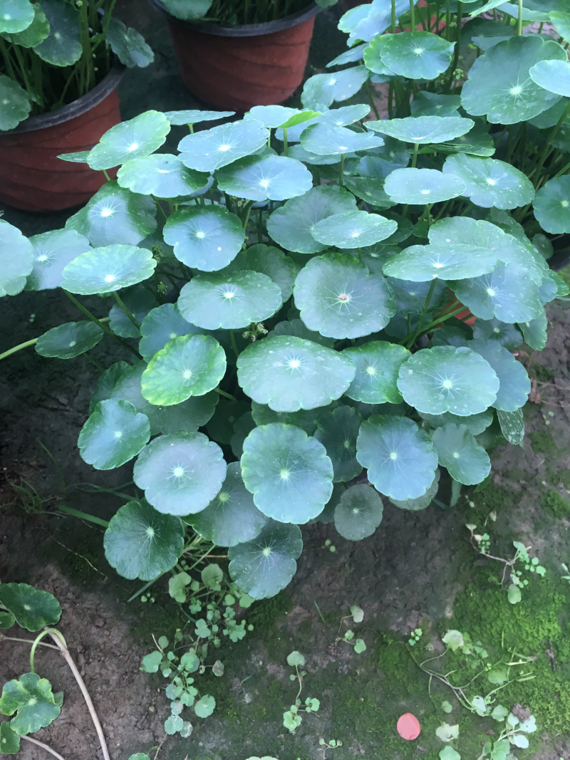 铜钱草，室内绿植，基地直供，可盆栽，可水培