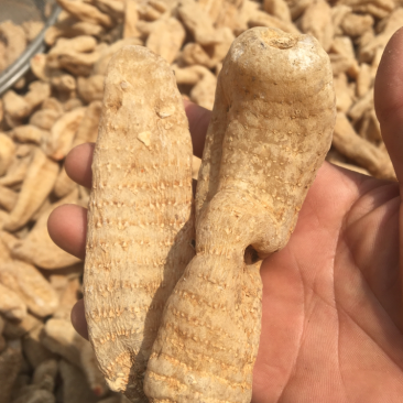 天麻精品新货价格美丽
