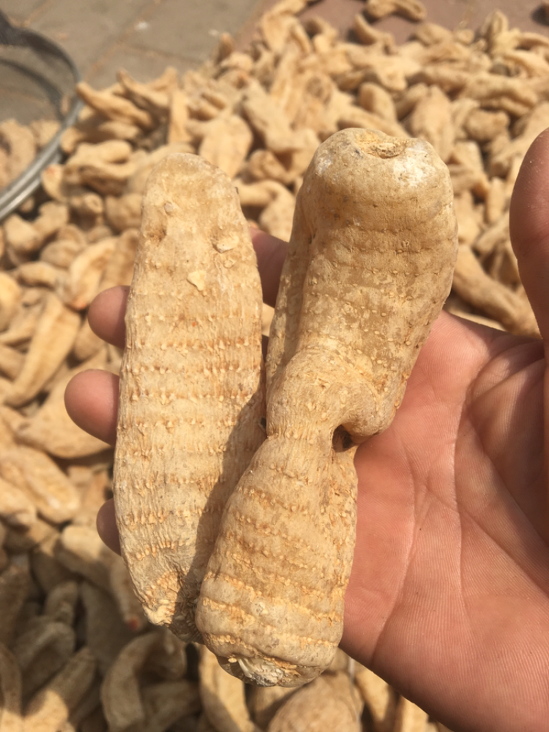 天麻精品新货价格美丽