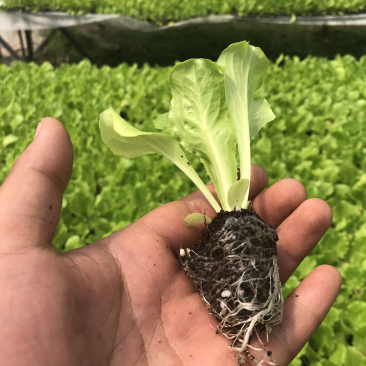 生菜苗，耐高温，抗寒