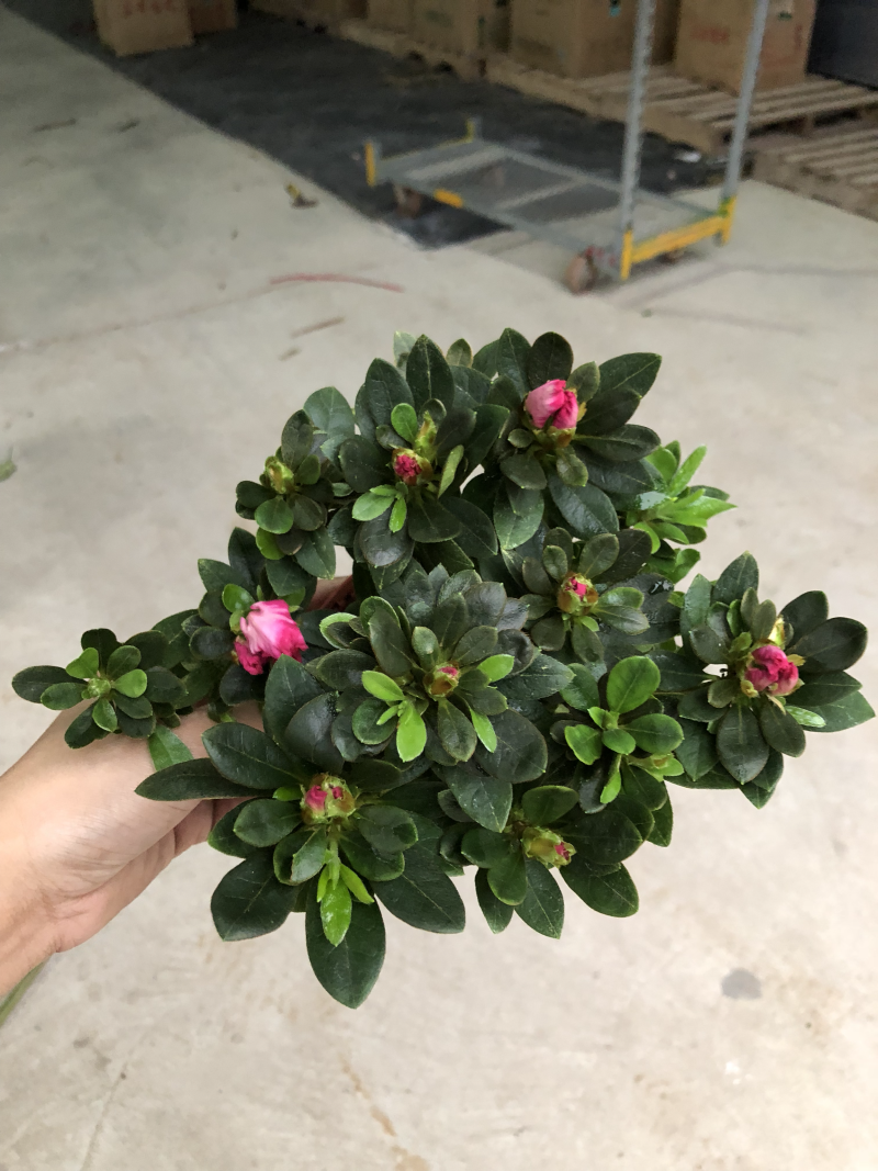 110西玛杜鹃