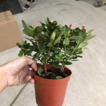 110西玛杜鹃