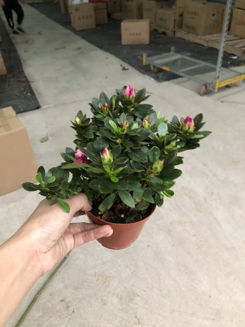 110西玛杜鹃