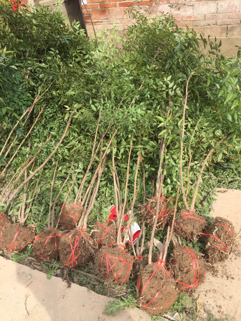 南天竹1-20杆丛生老苗大量供应，规格齐全