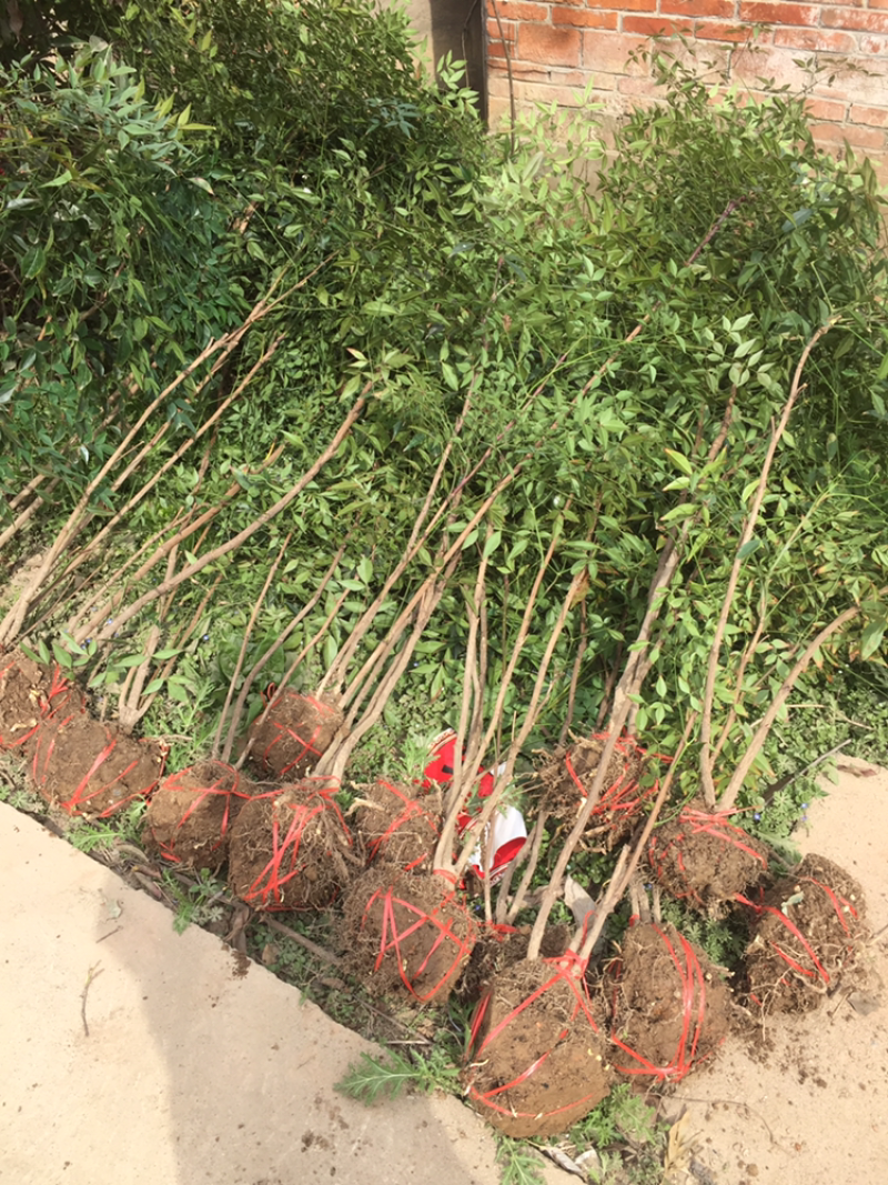 南天竹1-20杆丛生老苗大量供应，规格齐全