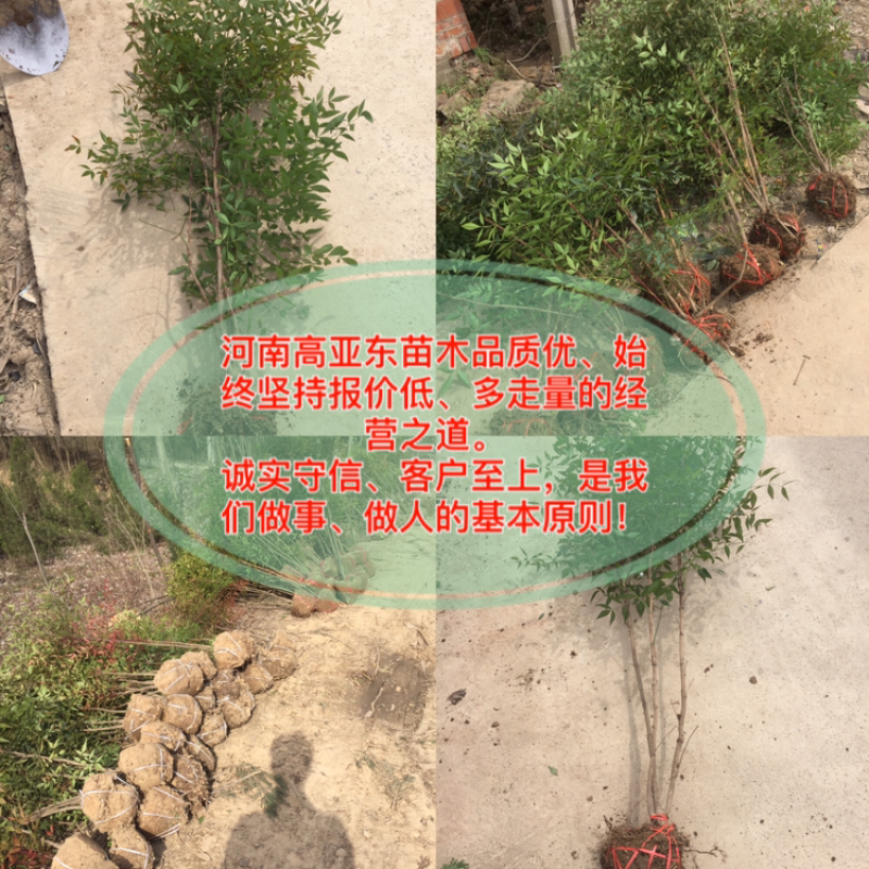南天竹1-20杆丛生老苗大量供应，规格齐全