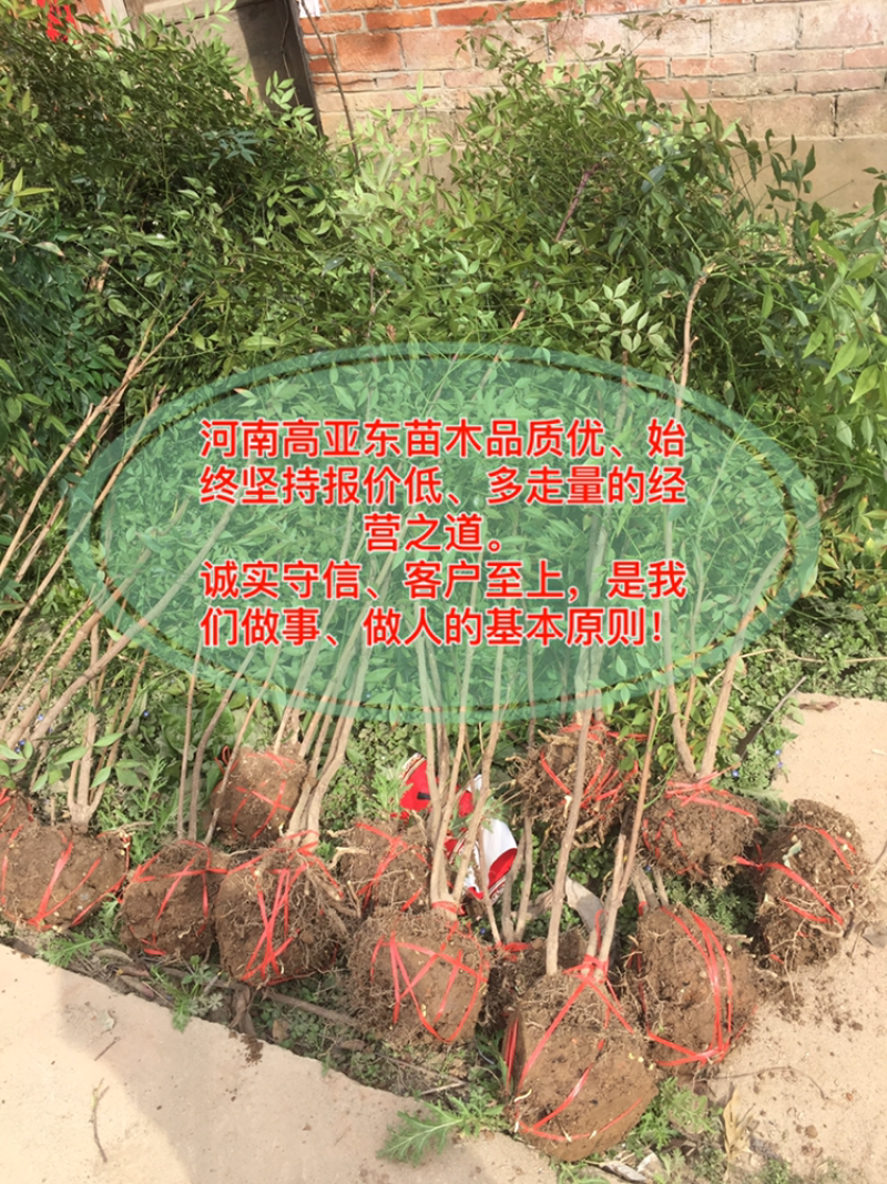 南天竹1-20杆丛生老苗大量供应，规格齐全