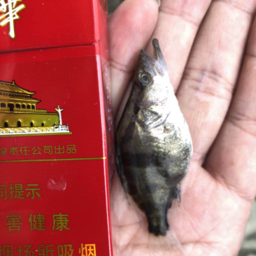 鳜鱼苗