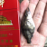 鳜鱼苗
