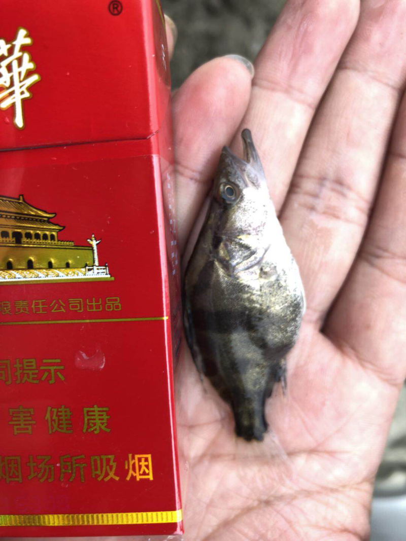 鳜鱼苗