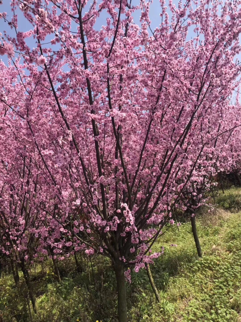大花榆叶梅5-6公分，基地直销，现货供应