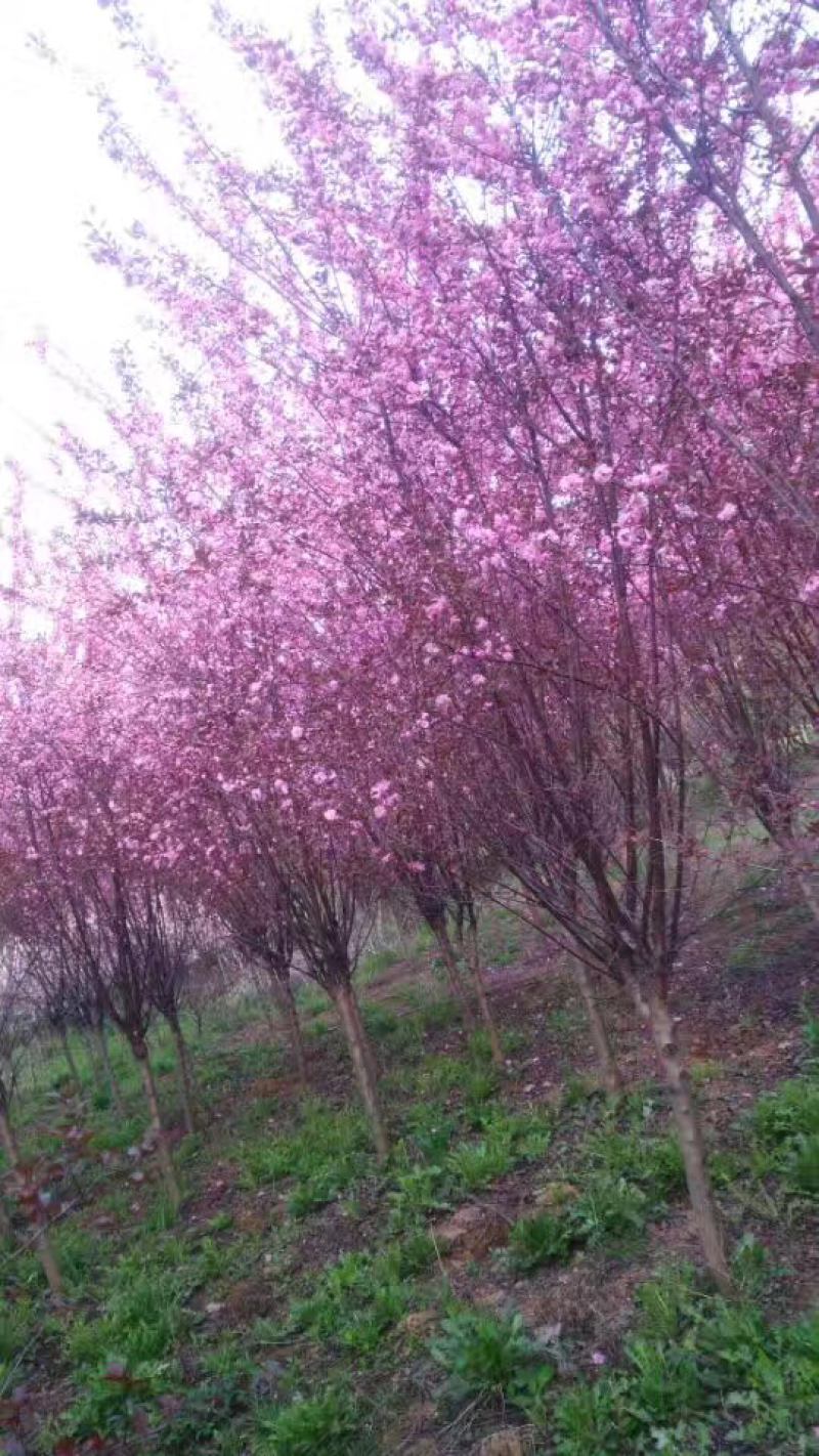 大花榆叶梅5-6公分，基地直销，现货供应