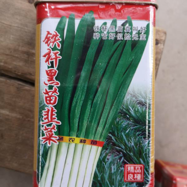 铁杆黑苗韭菜