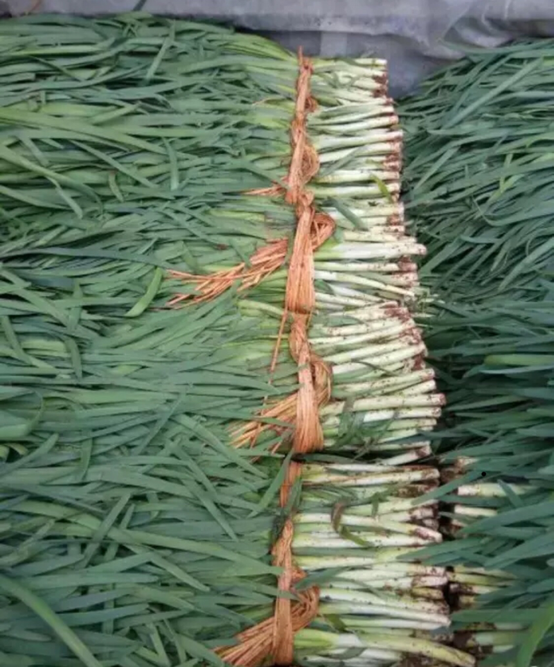 铁杆黑苗韭菜