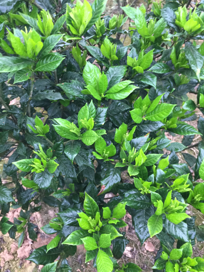 栀子花:本基地有40万棵:大叶和小叶栀子花