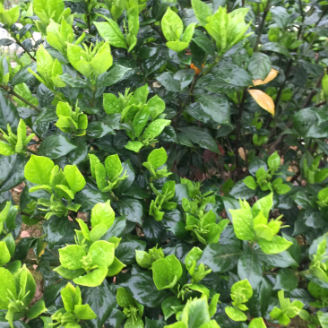 栀子花:本基地有40万棵:大叶和小叶栀子花