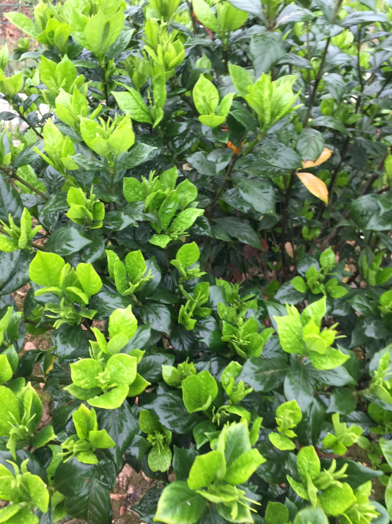 栀子花:本基地有40万棵:大叶和小叶栀子花