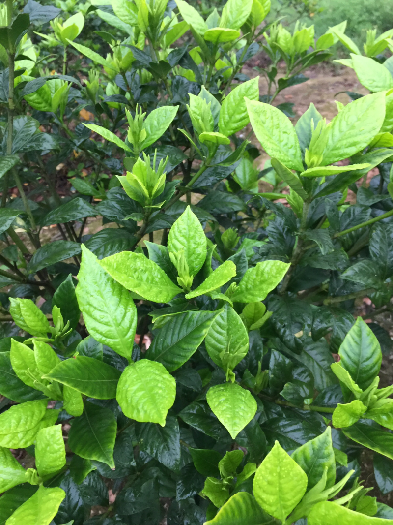 栀子花:本基地有40万棵:大叶和小叶栀子花