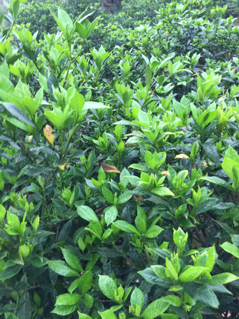 栀子花:本基地有40万棵:大叶和小叶栀子花