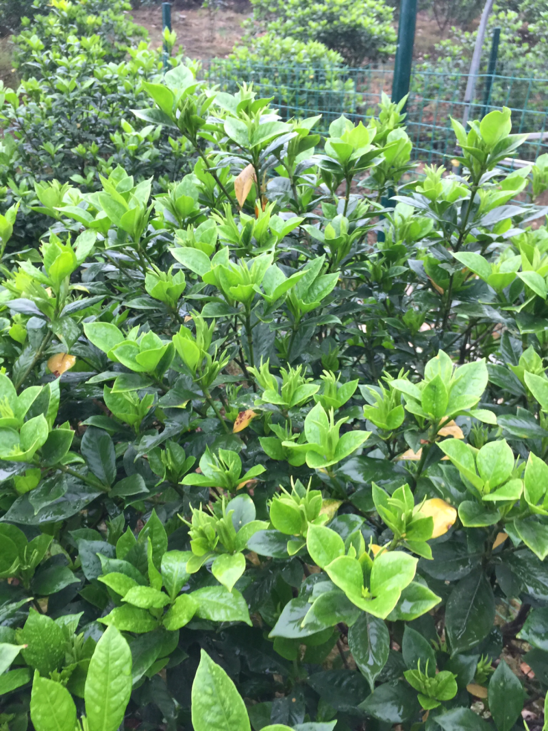 栀子花:本基地有40万棵:大叶和小叶栀子花