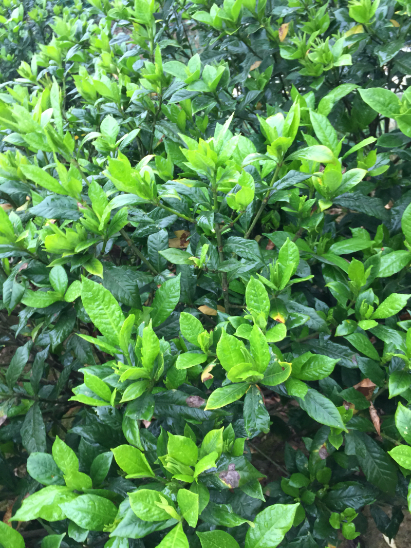 栀子花:本基地有40万棵:大叶和小叶栀子花