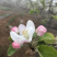 苹果花蜂蜜