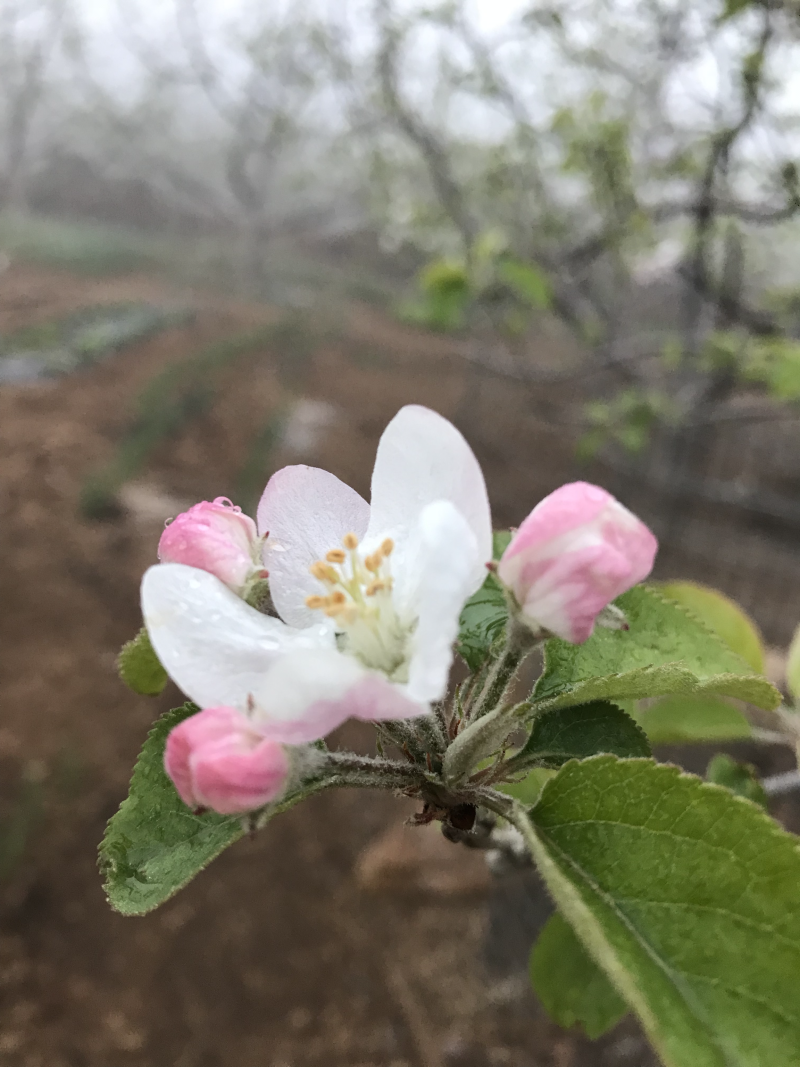 苹果花蜂蜜