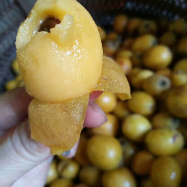 纯手工柴火🔥熬制枇杷膏