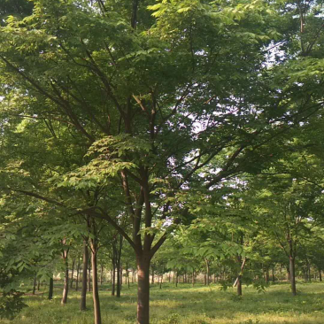 榉树