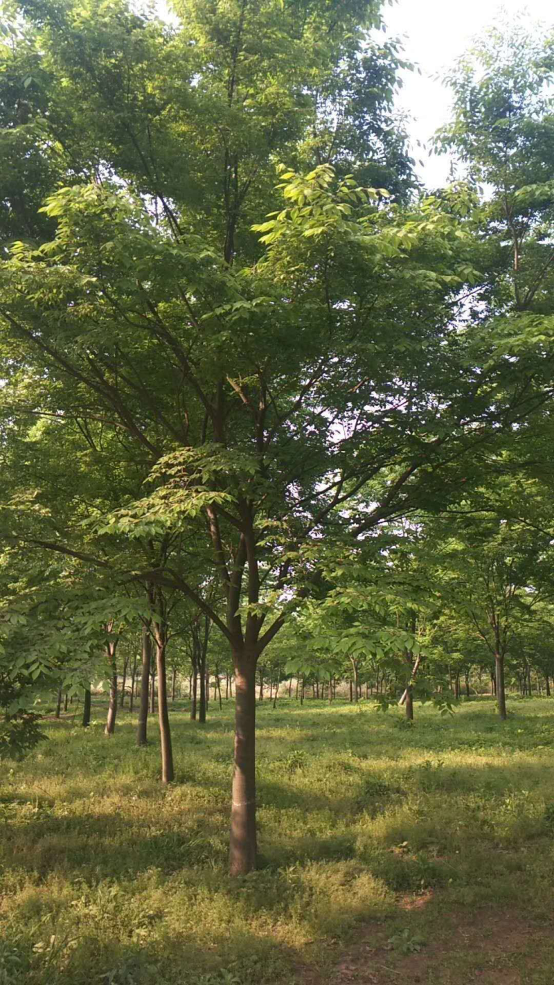 榉树