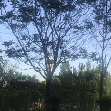 香樟