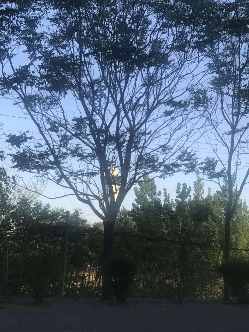 香樟