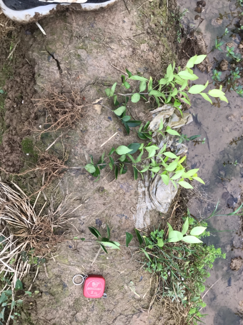 金森女贞苗