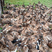出售5500只康贝尔公鸭均重3.4左右
