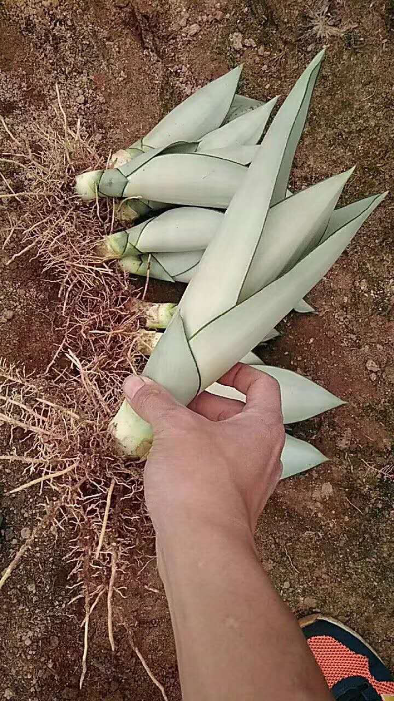 睿凡多肉白玉虎皮兰盆栽花卉植物