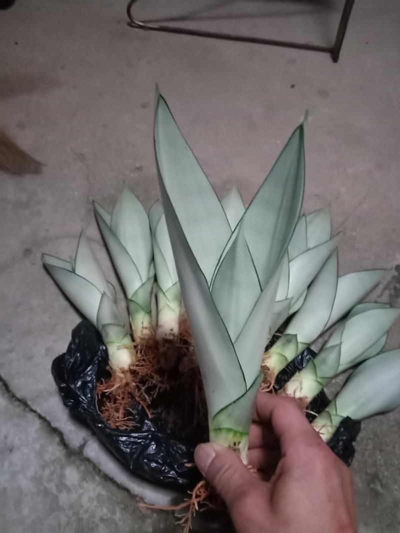 睿凡多肉白玉虎皮兰盆栽花卉植物