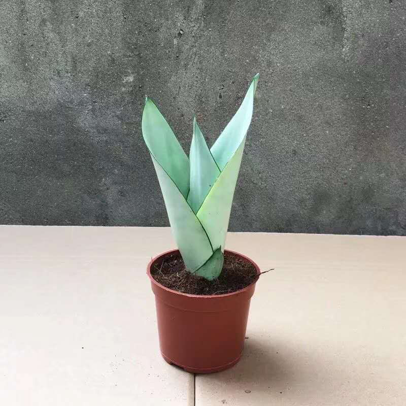 睿凡多肉白玉虎皮兰盆栽花卉植物